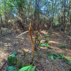 Photo #49 of Off E Pleasant Hill Rd, Pink Hill, NC 81.0 acres