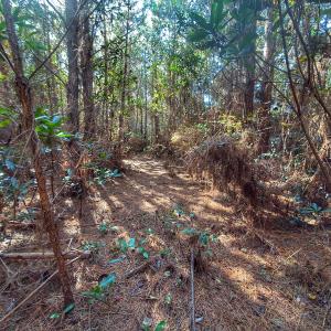 Photo #50 of Off E Pleasant Hill Rd, Pink Hill, NC 81.0 acres
