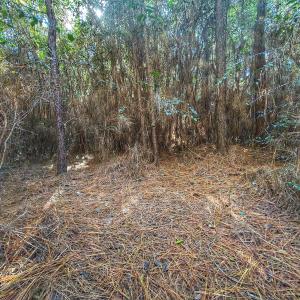 Photo #51 of Off E Pleasant Hill Rd, Pink Hill, NC 81.0 acres