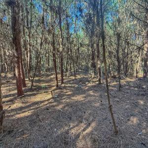 Photo #53 of Off E Pleasant Hill Rd, Pink Hill, NC 81.0 acres