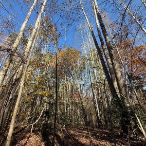 Photo #17 of Off Russell Union Road, Manson, NC 8.0 acres