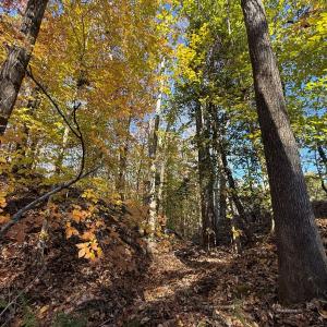 Photo #7 of Off Russell Union Road, Manson, NC 8.0 acres