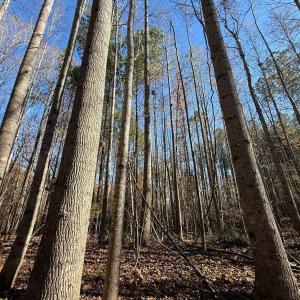 Photo #27 of Off Russell Union Road, Manson, NC 8.0 acres