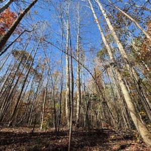 Photo #18 of Off Russell Union Road, Manson, NC 8.0 acres