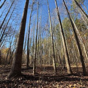 Photo #20 of Off Russell Union Road, Manson, NC 8.0 acres