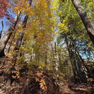 Photo #6 of Off Russell Union Road, Manson, NC 8.0 acres