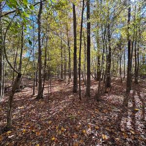 Photo #7 of 467 AC Baum Rd VA & 266 Ac W  Gibbs Rd Currituck Co NC, Currituck, NC 733.0 acres