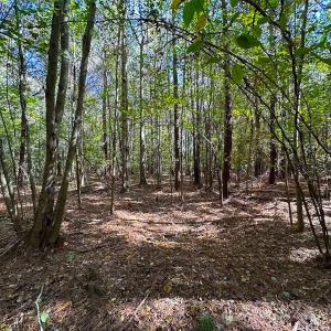 Photo #15 of 467 AC Baum Rd VA & 266 Ac W  Gibbs Rd Currituck Co NC, Currituck, NC 733.0 acres