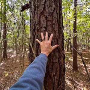 Photo #16 of 467 AC Baum Rd VA & 266 Ac W  Gibbs Rd Currituck Co NC, Currituck, NC 733.0 acres