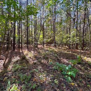 Photo #19 of 467 AC Baum Rd VA & 266 Ac W  Gibbs Rd Currituck Co NC, Currituck, NC 733.0 acres