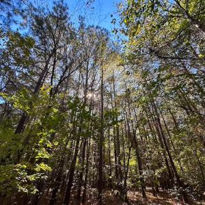 Photo #20 of 467 AC Baum Rd VA & 266 Ac W  Gibbs Rd Currituck Co NC, Currituck, NC 733.0 acres