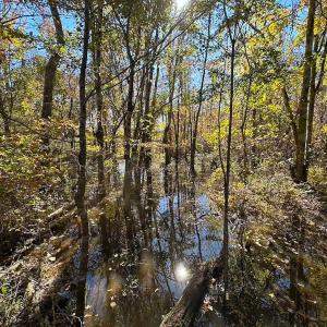 Photo #24 of 467 AC Baum Rd VA & 266 Ac W  Gibbs Rd Currituck Co NC, Currituck, NC 733.0 acres
