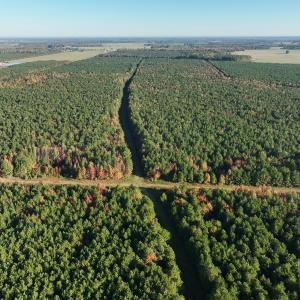 Photo #28 of 467 AC Baum Rd VA & 266 Ac W  Gibbs Rd Currituck Co NC, Currituck, NC 733.0 acres