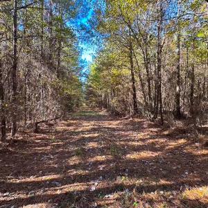 Photo #29 of 467 AC Baum Rd VA & 266 Ac W  Gibbs Rd Currituck Co NC, Currituck, NC 733.0 acres