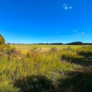 Photo #33 of 467 AC Baum Rd VA & 266 Ac W  Gibbs Rd Currituck Co NC, Currituck, NC 733.0 acres