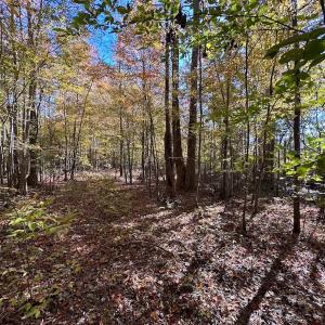 Photo #35 of 467 AC Baum Rd VA & 266 Ac W  Gibbs Rd Currituck Co NC, Currituck, NC 733.0 acres