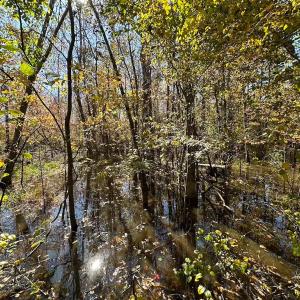 Photo #41 of 467 AC Baum Rd VA & 266 Ac W  Gibbs Rd Currituck Co NC, Currituck, NC 733.0 acres