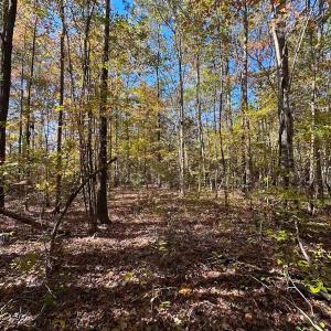 Photo #43 of 467 AC Baum Rd VA & 266 Ac W  Gibbs Rd Currituck Co NC, Currituck, NC 733.0 acres