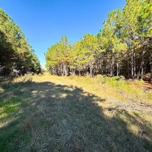 Photo #44 of 467 AC Baum Rd VA & 266 Ac W  Gibbs Rd Currituck Co NC, Currituck, NC 733.0 acres