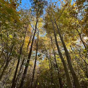 Photo #2 of 467 AC Baum Rd VA & 266 Ac W  Gibbs Rd Currituck Co NC, Virginia Beach, VA 733.0 acres