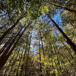 Photo #13 of 467 AC Baum Rd VA & 266 Ac W  Gibbs Rd Currituck Co NC, Virginia Beach, VA 733.0 acres