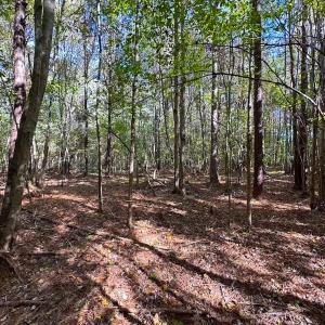 Photo #17 of 467 AC Baum Rd VA & 266 Ac W  Gibbs Rd Currituck Co NC, Virginia Beach, VA 733.0 acres