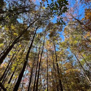 Photo #27 of 467 AC Baum Rd VA & 266 Ac W  Gibbs Rd Currituck Co NC, Virginia Beach, VA 733.0 acres
