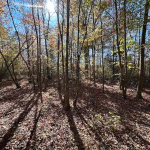 Photo #46 of 467 AC Baum Rd VA & 266 Ac W  Gibbs Rd Currituck Co NC, Virginia Beach, VA 733.0 acres
