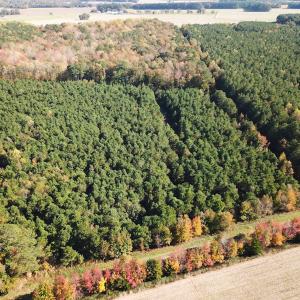 Photo #54 of 467 AC Baum Rd VA & 266 Ac W  Gibbs Rd Currituck Co NC, Virginia Beach, VA 733.0 acres