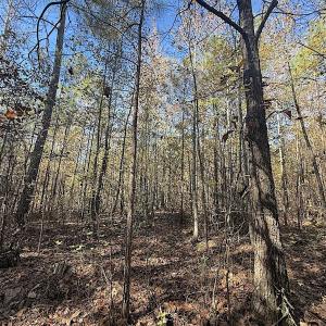 Photo #10 of Off T Tarpey Ln, Sanford, NC 12.6 acres