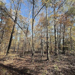 Photo #12 of Off T Tarpey Ln, Sanford, NC 12.6 acres