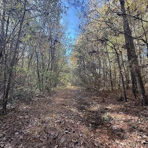 Photo #15 of Off T Tarpey Ln, Sanford, NC 12.6 acres