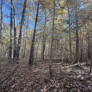 Photo #17 of Off T Tarpey Ln, Sanford, NC 12.6 acres