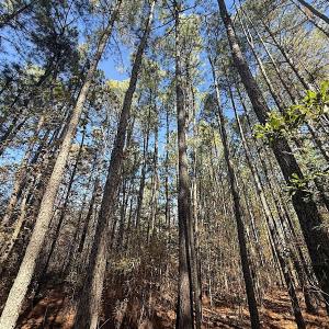 Photo #2 of Off T Tarpey Ln, Sanford, NC 12.6 acres