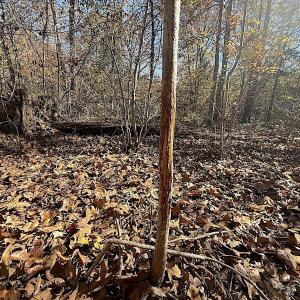 Photo #26 of Off T Tarpey Ln, Sanford, NC 12.6 acres