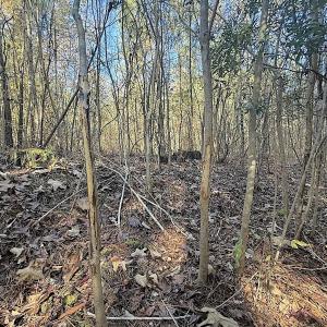 Photo #27 of Off T Tarpey Ln, Sanford, NC 12.6 acres