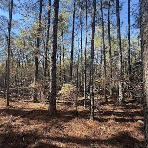 Photo #29 of Off T Tarpey Ln, Sanford, NC 12.6 acres