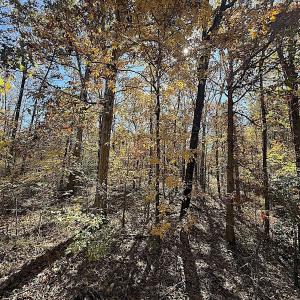 Photo #3 of Off T Tarpey Ln, Sanford, NC 12.6 acres