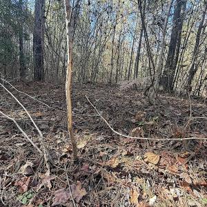 Photo #30 of Off T Tarpey Ln, Sanford, NC 12.6 acres