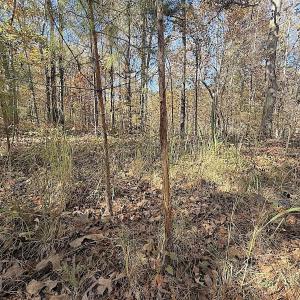 Photo #31 of Off T Tarpey Ln, Sanford, NC 12.6 acres