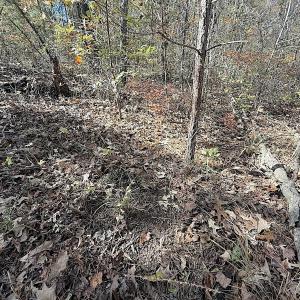 Photo #33 of Off T Tarpey Ln, Sanford, NC 12.6 acres