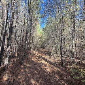 Photo #4 of Off T Tarpey Ln, Sanford, NC 12.6 acres