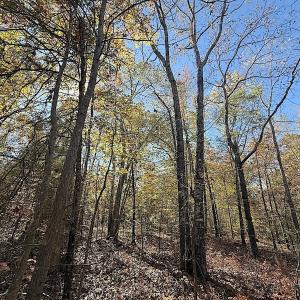 Photo #5 of Off T Tarpey Ln, Sanford, NC 12.6 acres