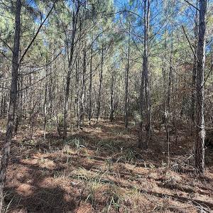 Photo #8 of Off T Tarpey Ln, Sanford, NC 12.6 acres