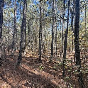 Photo #9 of Off T Tarpey Ln, Sanford, NC 12.6 acres