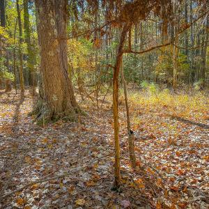 Photo #19 of Off Buzzard point Rd, Diggs, VA 248.1 acres