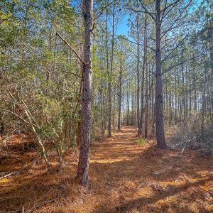 Photo #31 of Off Buzzard point Rd, Diggs, VA 248.1 acres