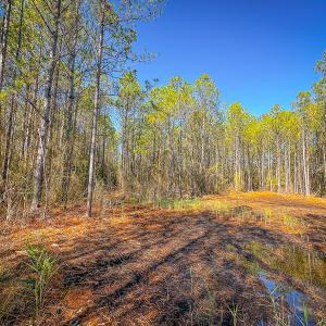 Photo #32 of Off Buzzard point Rd, Diggs, VA 248.1 acres