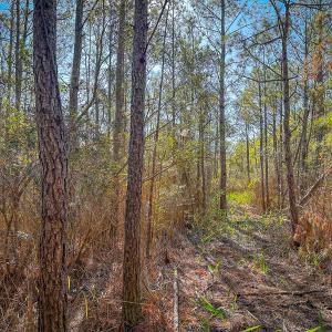 Photo #34 of Off Buzzard point Rd, Diggs, VA 248.1 acres