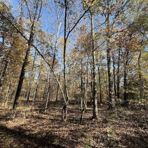 Photo #12 of Off T Tarpey Ln, Sanford, NC 12.6 acres